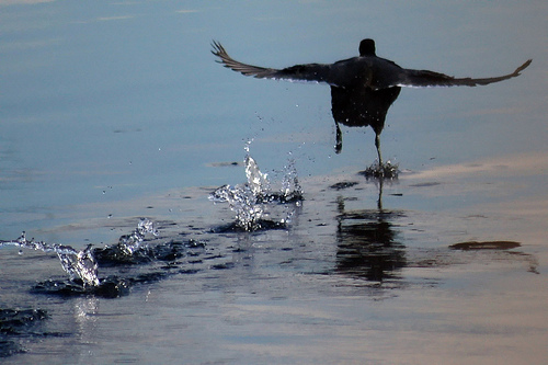 American Coot running for take off from http://www.flickr.com/photos/nathanhamm/368611949/
