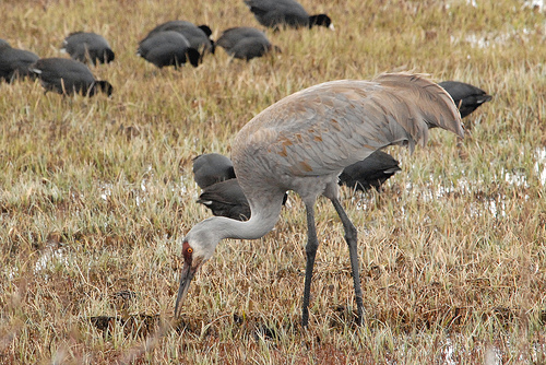 A Sandhill Crane and American Coots from http://www.flickr.com/photos/ndomer73/2512495515/