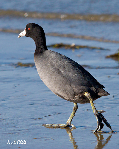 American Coot struting around from http://www.flickr.com/photos/nchill4x4/3394733551/