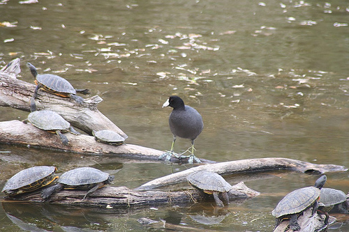 American Coot hanging around some turtles from http://www.flickr.com/photos/lance_mountain/305447940/
