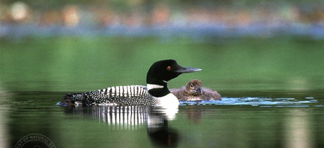 common loon drawing. dresses common loon drawing.