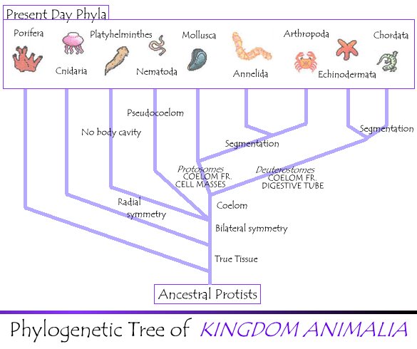 http://www.cartage.org.lb/en/themes/sciences/zoology/animalclassification/Polygenetic/phylogenetictree/phylogenetictree.htm