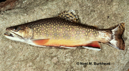 Brook Trout found at http://nas.er.usgs.gov/queries/CollectionInfo.aspx?SpeciesID=939&State=