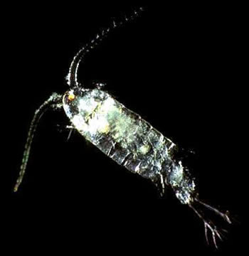 Calanoid Copepod found at http://nas.er.usgs.gov/queries/CollectionInfo.aspx?SpeciesID=178&State=