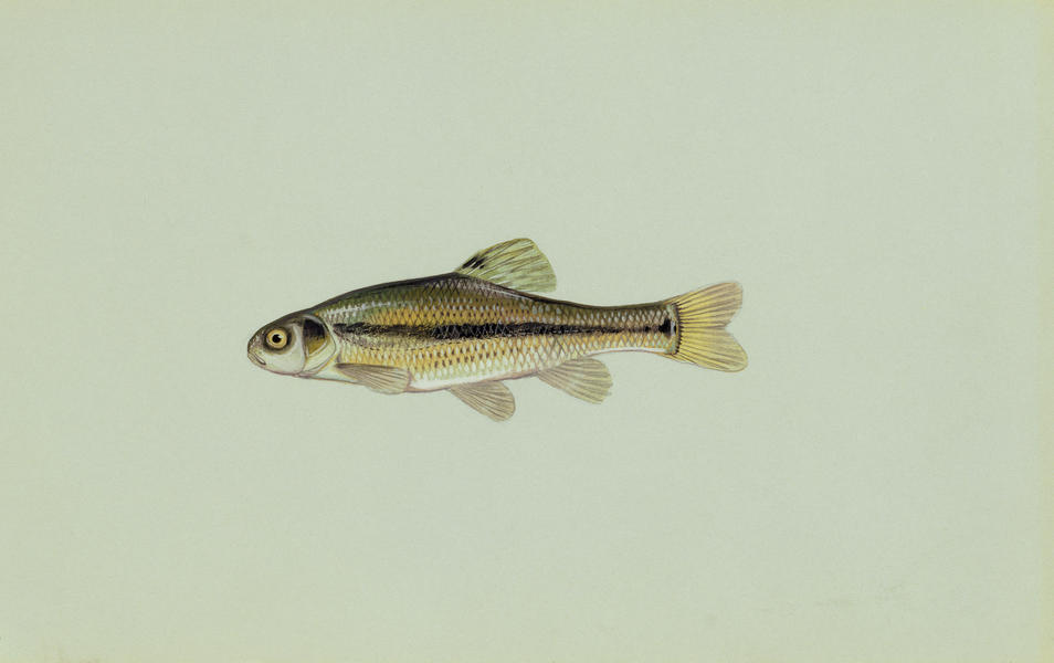 Fathead Minnow found at http://nas.er.usgs.gov/queries/CollectionInfo.aspx?SpeciesID=621&State=
