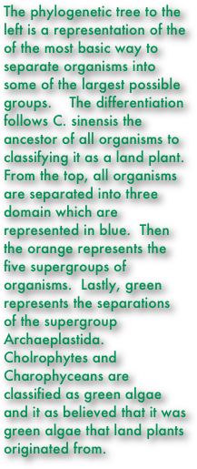 The phylogenetic tree to the left is a representation of the of the most basic way to separate organisms into some of the largest possible groups.    The differentiation follows C. sinensis the ancestor of all organisms to classifying it as a land plant.  From the top, all organisms are separated into three domain which are represented in blue.  Then the orange represents the five supergroups of organisms.  Lastly, green represents the separations of the supergroup Archaeplastida.  Cholrophytes and Charophyceans are classified as green algae and it as believed that it was green algae that land plants originated from.