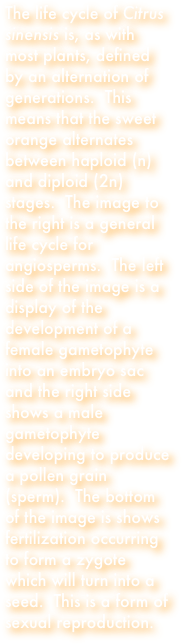 The life cycle of Citrus sinensis is, as with most plants, defined by an alternation of generations.  This means that the sweet orange alternates between haploid (n) and diploid (2n) stages.  The image to the right is a general life cycle for angiosperms.  The left side of the image is a display of the development of a female gametophyte into an embryo sac and the right side shows a male gametophyte developing to produce a pollen grain (sperm).  The bottom of the image is shows fertilization occurring to form a zygote which will turn into a seed.  This is a form of sexual reproduction.