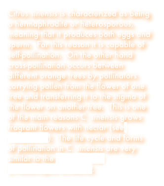 Citrus sinensis is characterized as being a hermaphrodite or heterosporous, meaning that it produces both eggs and sperm.  For this reason it is capable of self-pollination.  On the other hand cross-pollination occurs between different orange trees by pollinators carrying pollen from the flower of one tree and transferring it to the stigma of the flower on another tree.  This is one of the main reasons C. sinensis grows fragrant flowers with nectar (see Adaptation).  The life cycle and forms of pollination in C. sinensis are very similar to the Moth Orchid (Phalaenopsis amabilis).