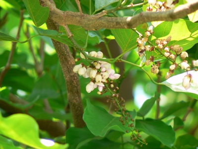Branch with flowers