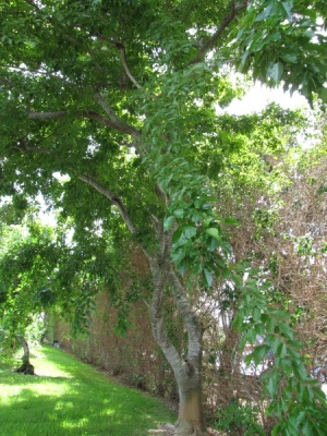 Pongam Tree in FL