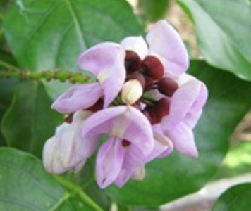 Purple Pongam tree flower