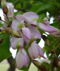Flowering Pongamia