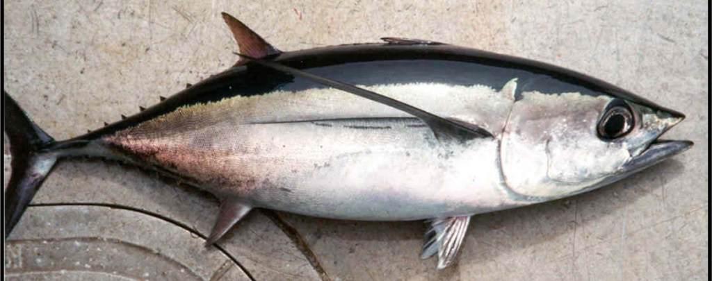 Thunnus alalunga, Albacore tuna habitat. Learn the wide range of