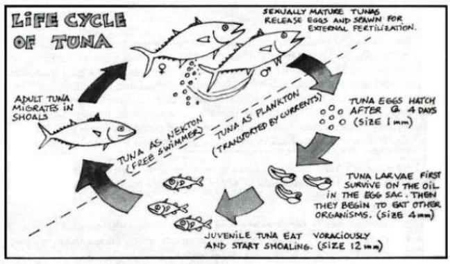 Thunnus alalunga, Albacore tuna, how the species reproduces