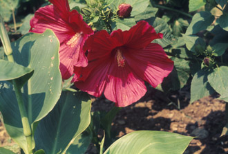 What Are the Adaptations of the Hibiscus Plant?