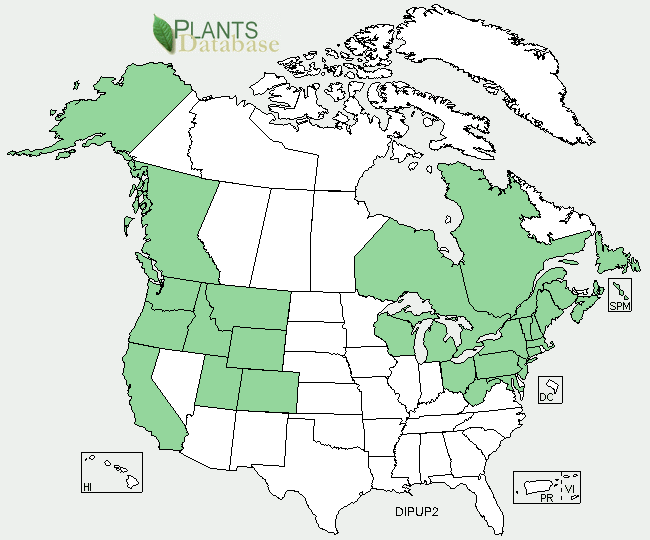 Areas in North America where foxgloves can be found