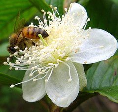 bee pollinateing flower