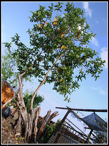 psidium guajava tree