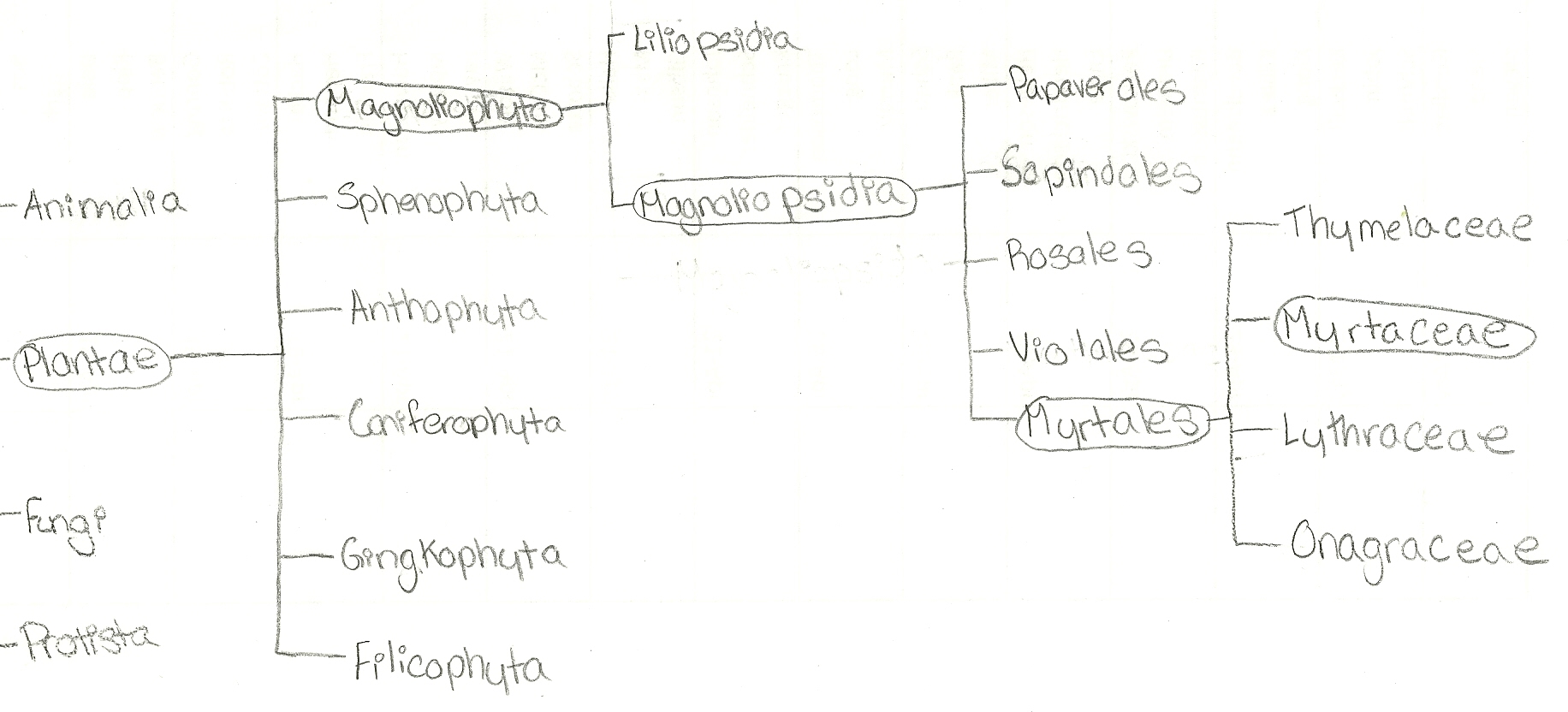 Phylogeny of P. guajava