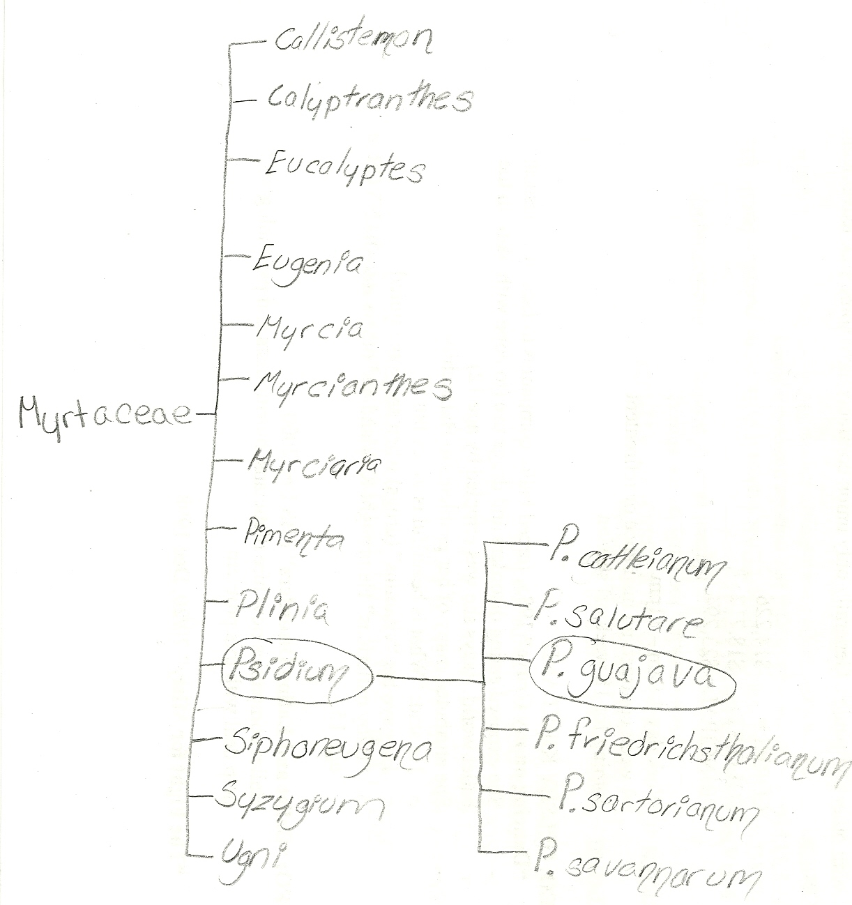 Phylogeny of P. guajava