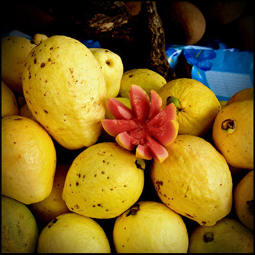 Yellow flesh guava