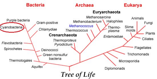 Cyanobacteria Classification Chart