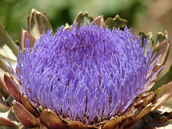 Artichoke Flower