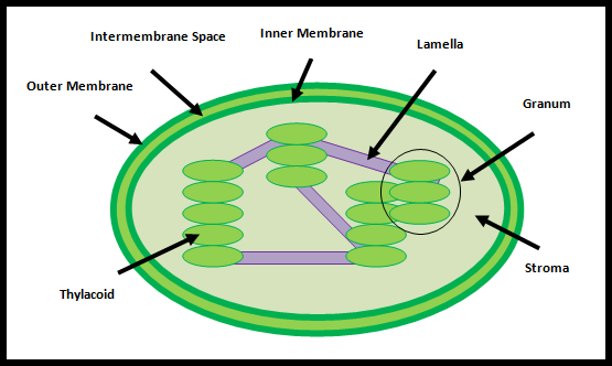 Chloroplast Diagram