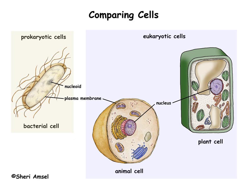 Comparison of Cells