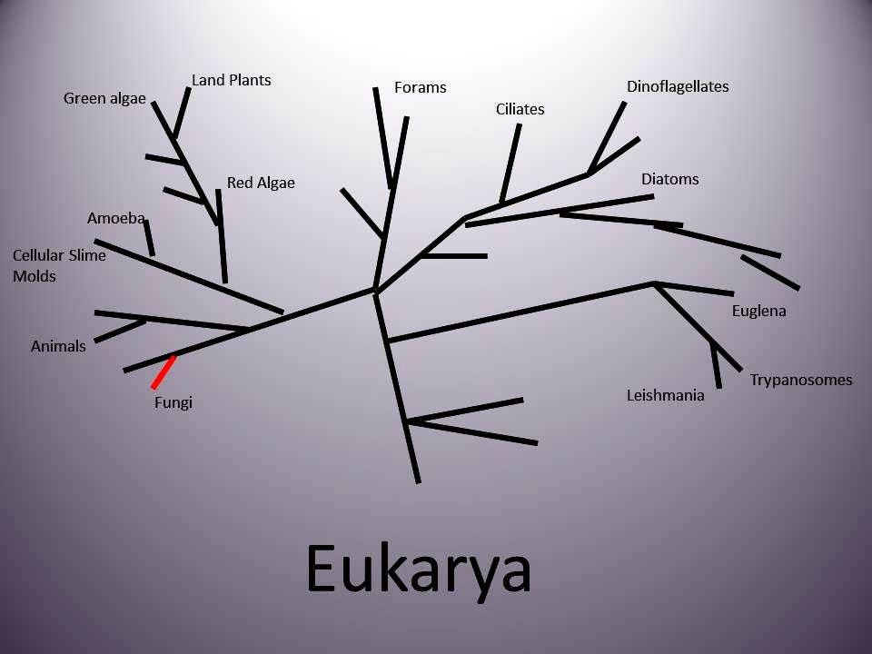 Phylogeny of eukarya
