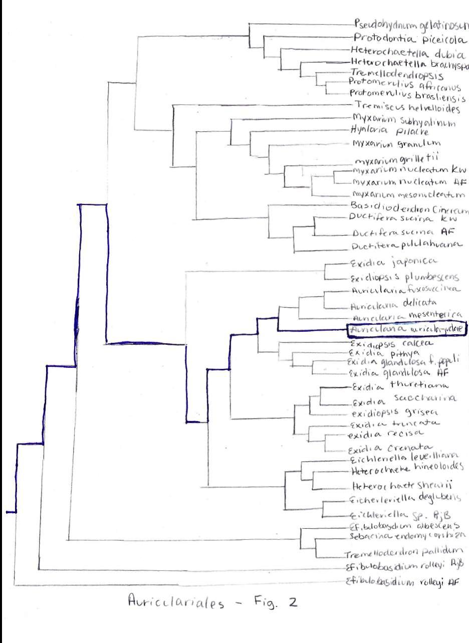 Auriculariales phylogenic tree