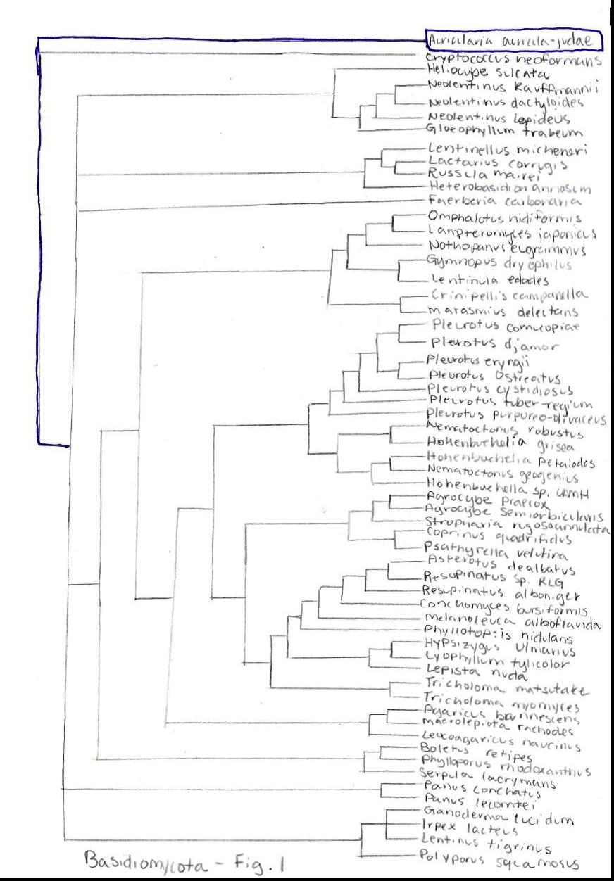 Basidiomycota phylogeny