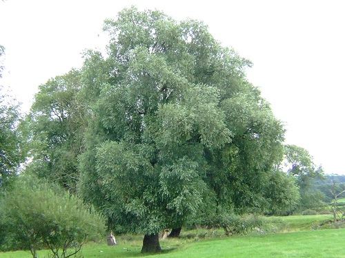 A beautiful white willow tree