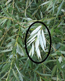 Salix alba leaves