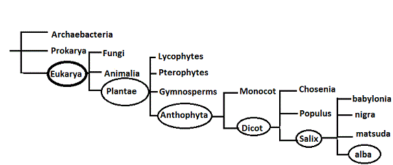A phylogenetic tree based on morphology created by Steven Girard