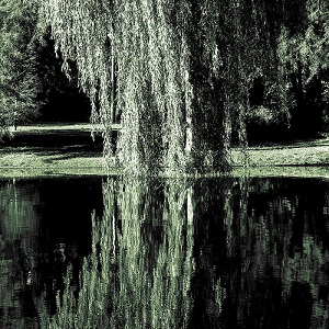 A picture of a willow by the water side taken by flatcap2009 on FLICKR