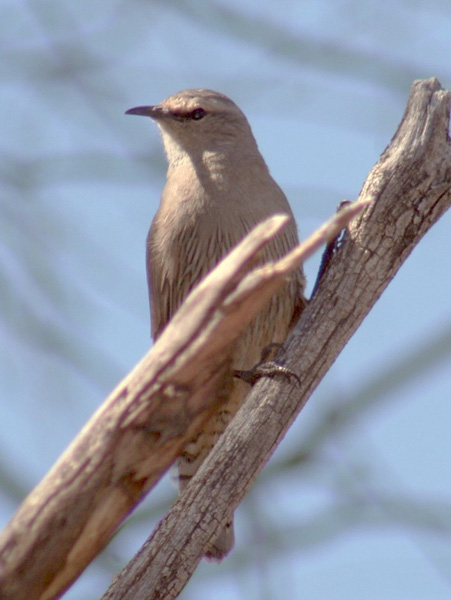 The brown treecreeper nests in woodlands where the broad-leaf peppermint is common.