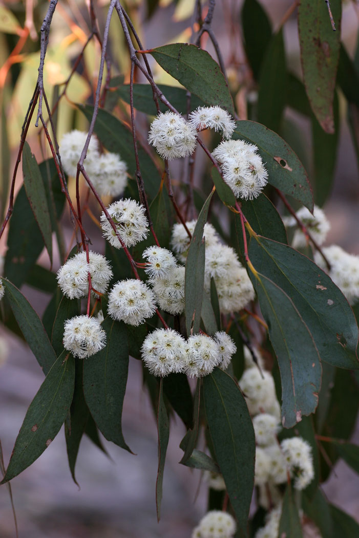 The flowers of Eucalyptus dives produce an aroma to attract pollinators.