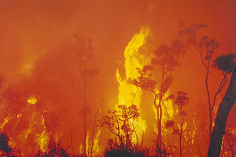 Eucalypts' ecological success is due in large part to their cooperative adaptations to fire.