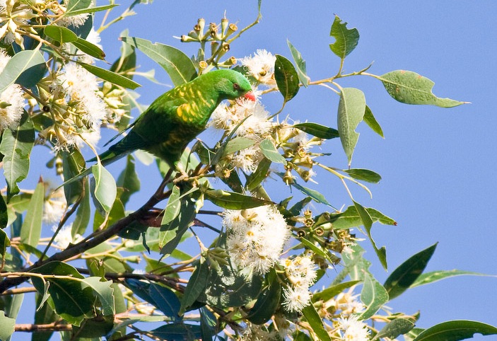 A lorikeet parrot feeds on nectar from eucalyptus flowers.