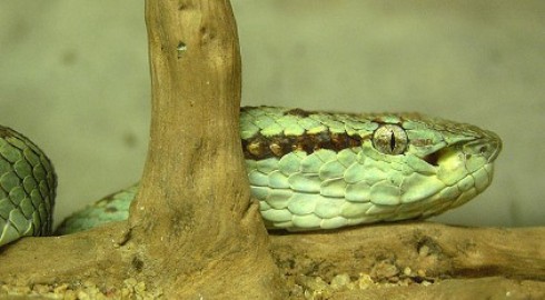Headshot of the Bamboo pit viper