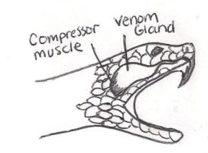 Venom gland