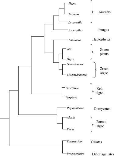 Phylogenetic tree - Courtesy of Don Kapraun