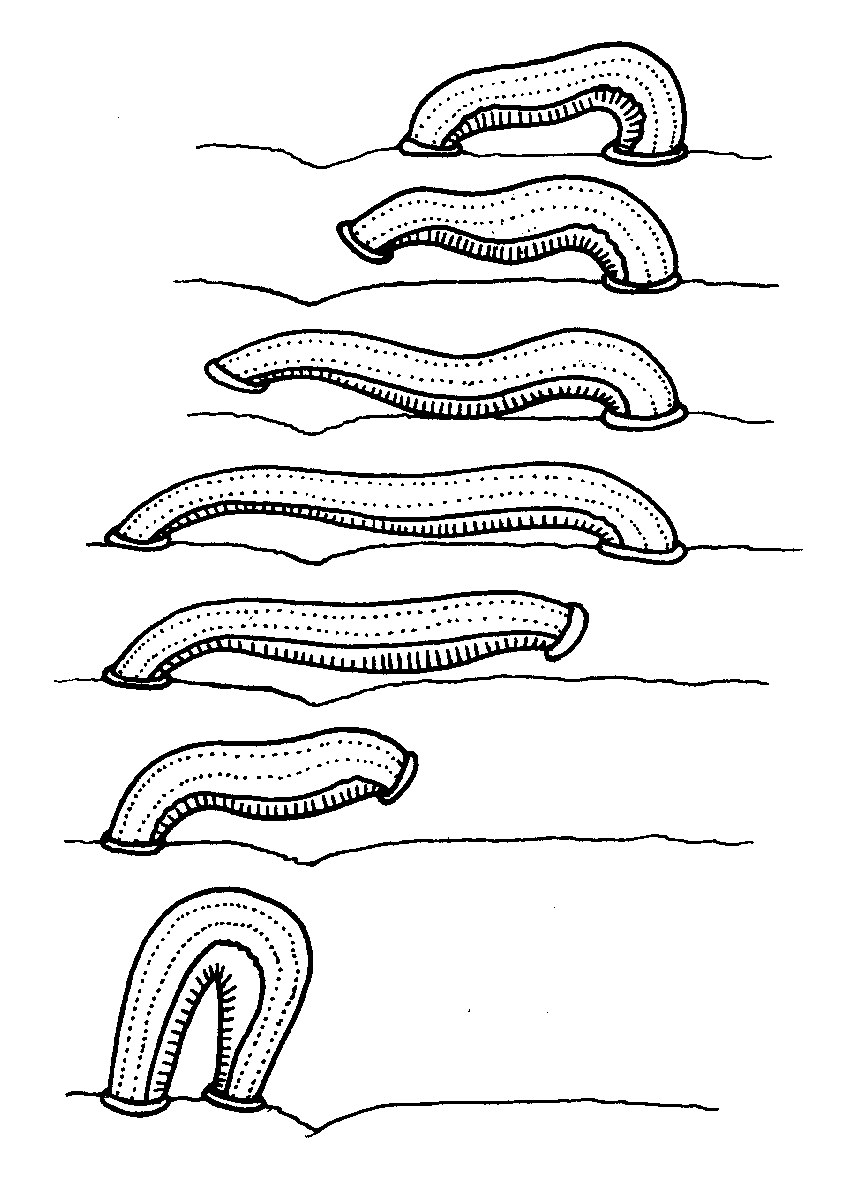 This drawing illustrates the leech's looping movement. Courtesy of BIODIDAC
