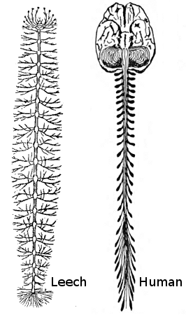 This image shows the nervous systems of a medical leech and a human