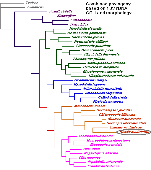 Animal Classification Kingdom Phylum Chart