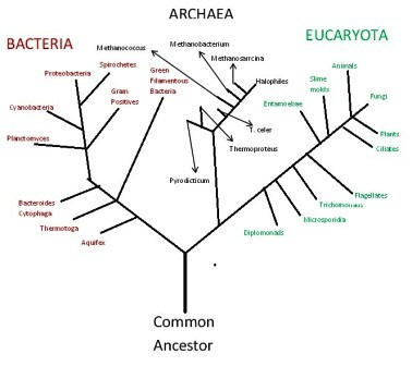 i created this tree myself after looking at several other phylogenetic trees