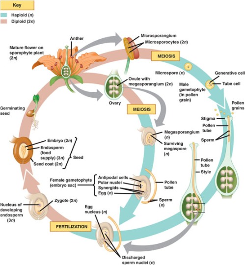 Life cycle of Angiosperms. Image provided by Biology 8th Edition by Cambell Reece et al.