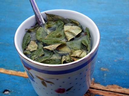 Tea with coca leaves. Used with courtesy from Wikimedia Commons.