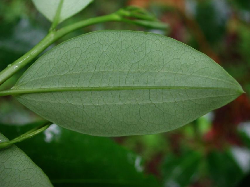 Up close of a coca leaf. Picture taken by Robbin C. Moran.